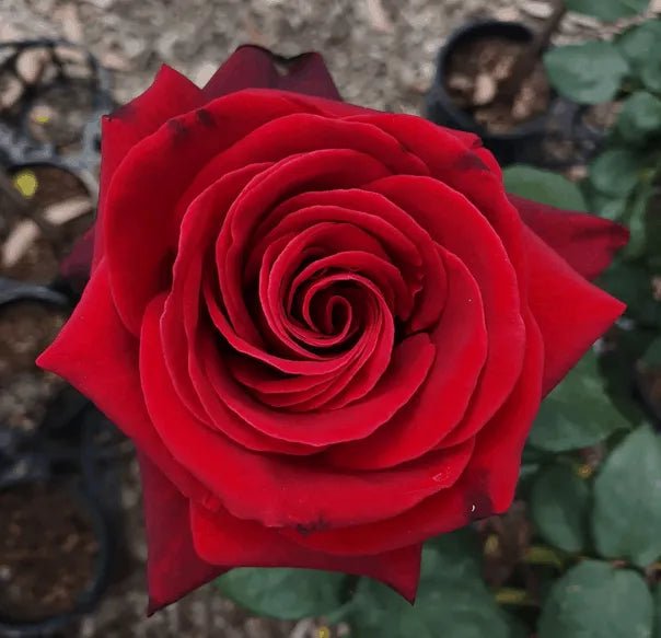 Rose Standards 'Mr Lincoln' 3ft (PICKUP ONLY) - Ladybird Nursery