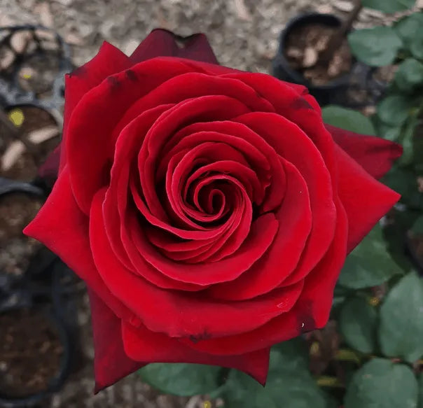 Rose Standards 'Mr Lincoln' 3ft (Pickup only)