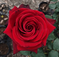 Rose Standards 'Mr Lincoln' 3ft (Pickup only)