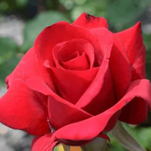 Rose 'Kardinal'