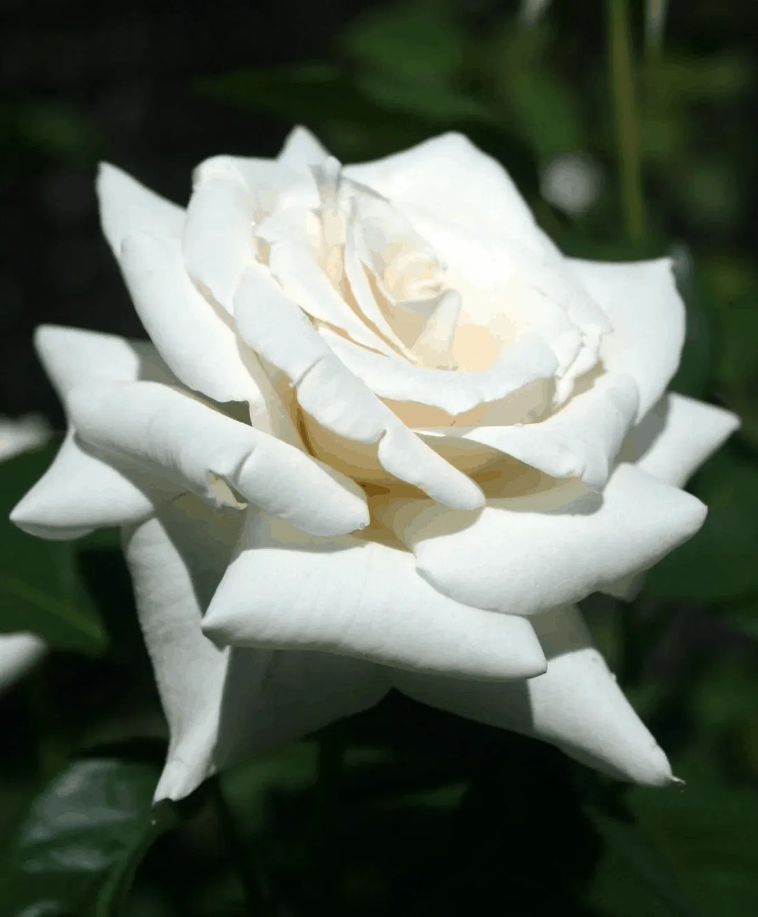 Rose Pascali 2 ft Standards (Rosa) - Ladybird Nursery