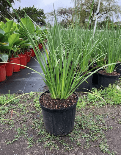 African Iris (Dietes bicolor)