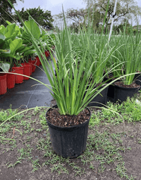 African Iris (Dietes bicolor)