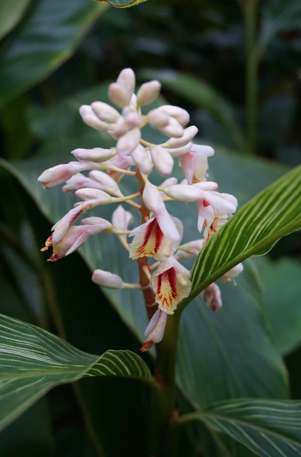 Pinstripe Ginger (Alpinia formosana)
