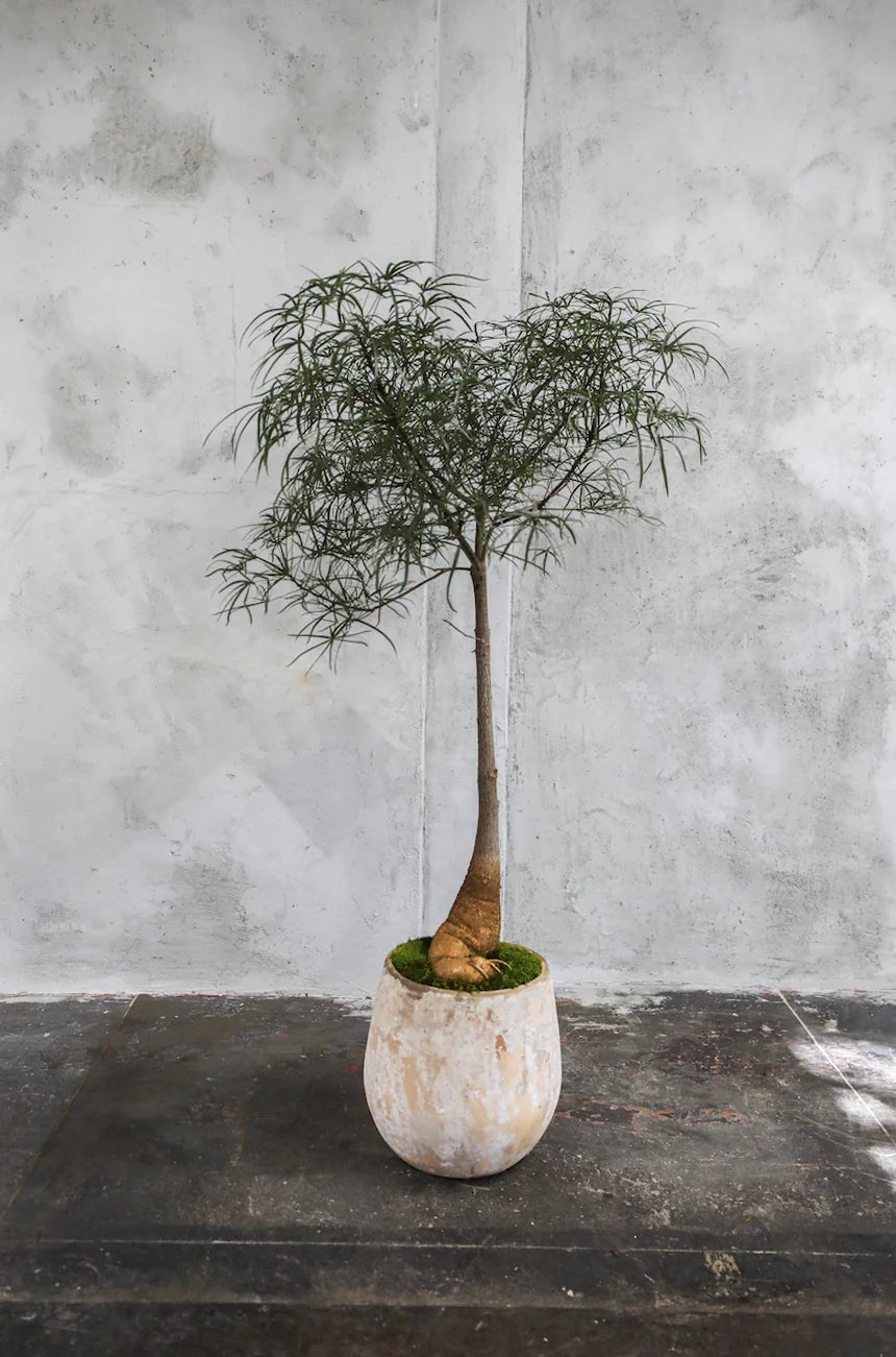 Queensland Bottle Tree (Brachychiton rupestris) 140mm Pot - Ladybird Nursery