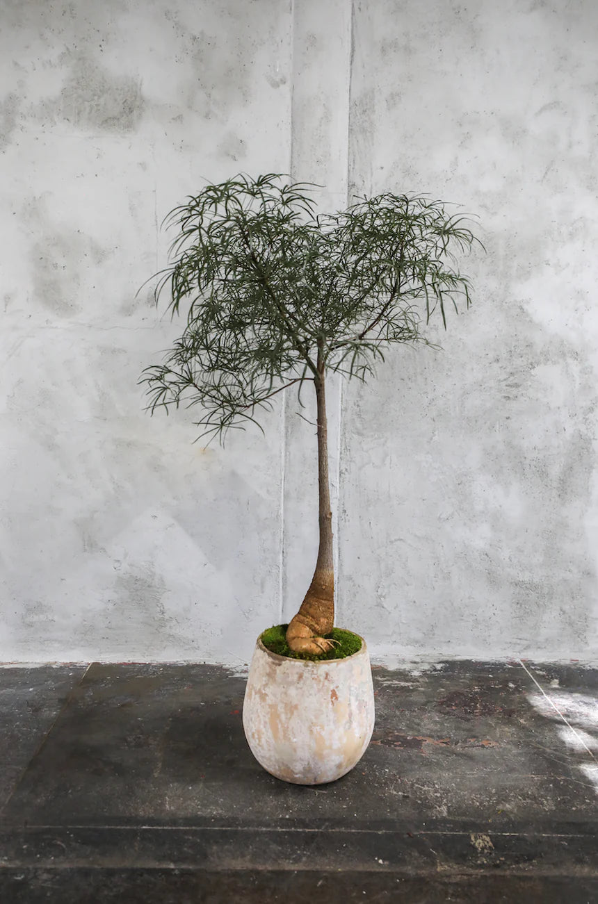 Queensland Bottle Tree (Brachychiton rupestris) 140mm Pot