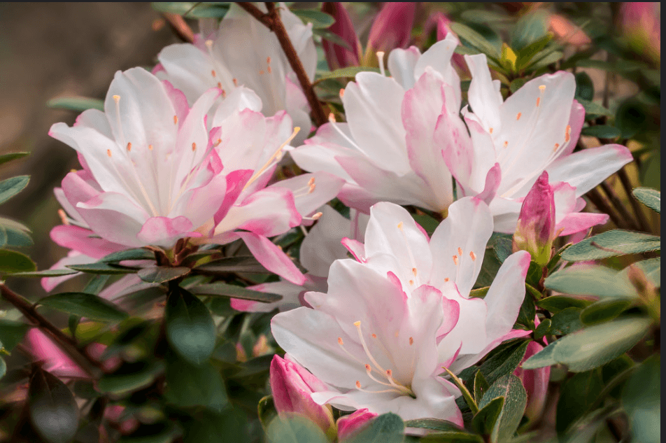 Azalea Honey Bunch - Ladybird Nursery