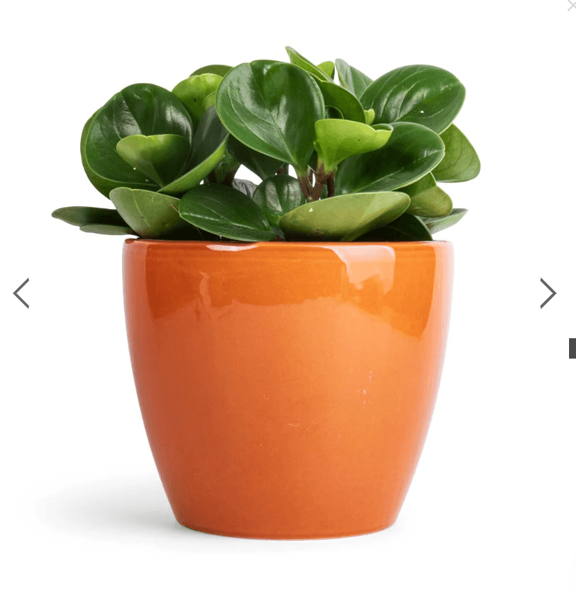 Baby Rubber Plant Jade (Peperomia obtusifolia) - Ladybird Nursery
