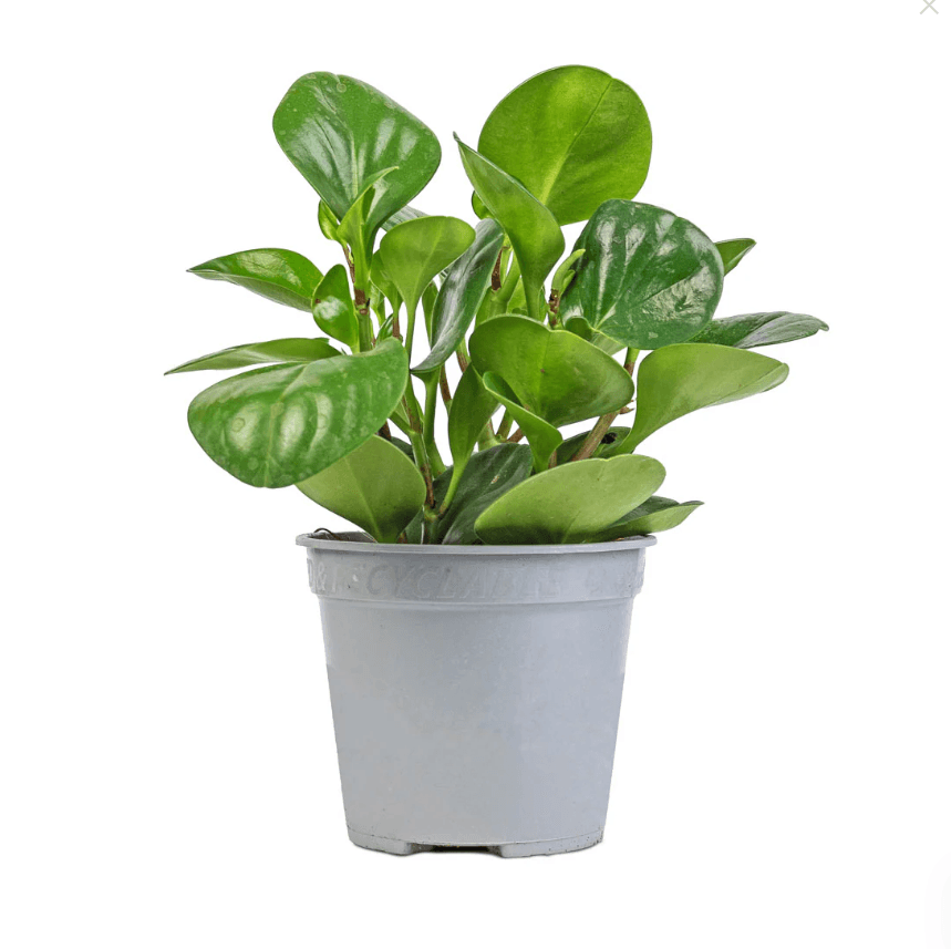 Baby Rubber Plant Jade (Peperomia obtusifolia) - Ladybird Nursery