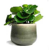 Baby Rubber Plant Jade (Peperomia obtusifolia)