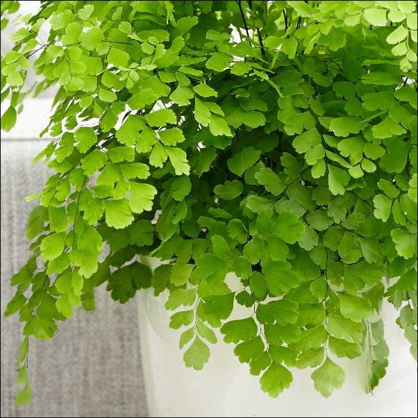 Common Maidenhair (Adiantum fragrantissimum)