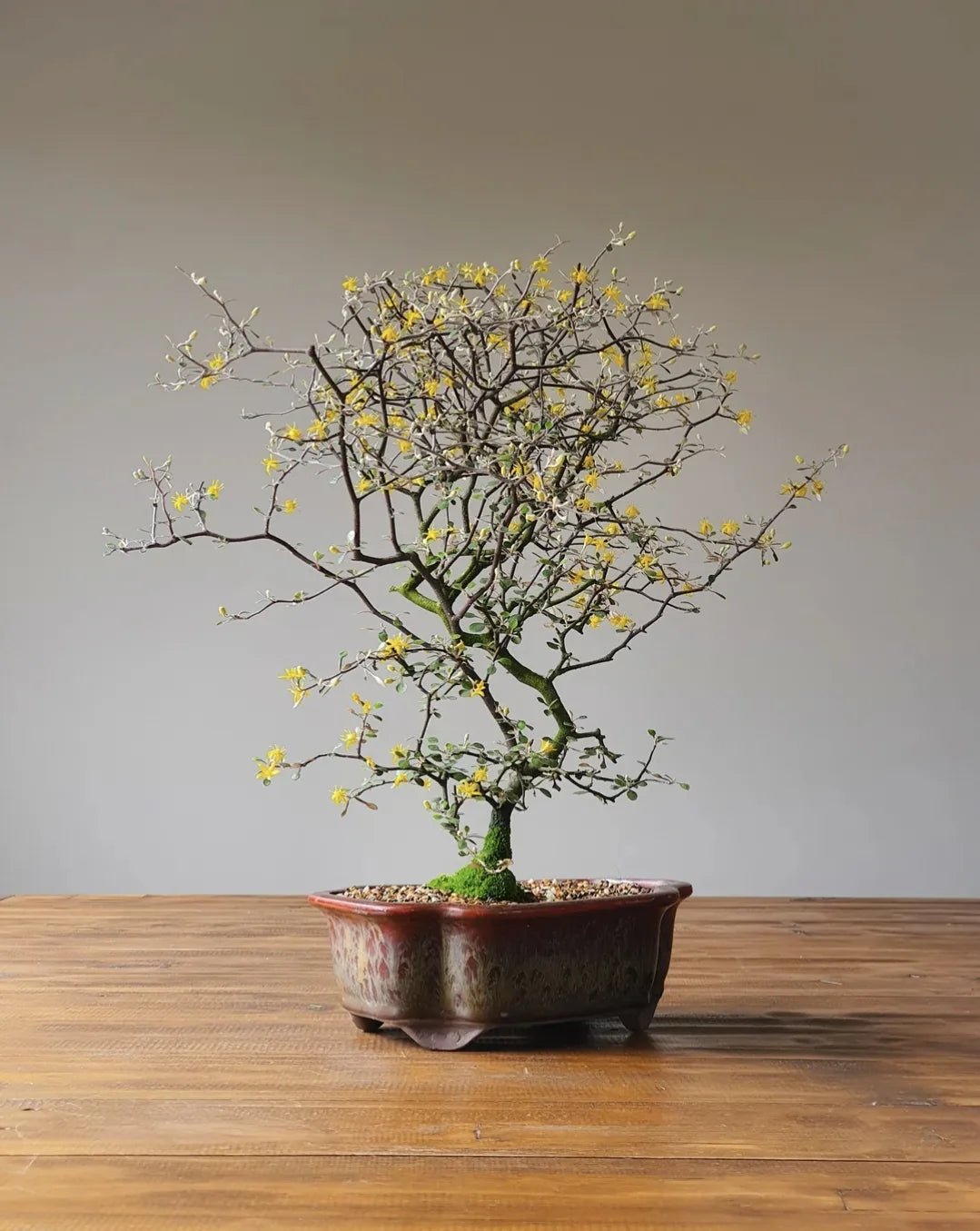 Wire Netting Bush Bonsai Starter (Corokia cotoneaster) - Ladybird Nursery