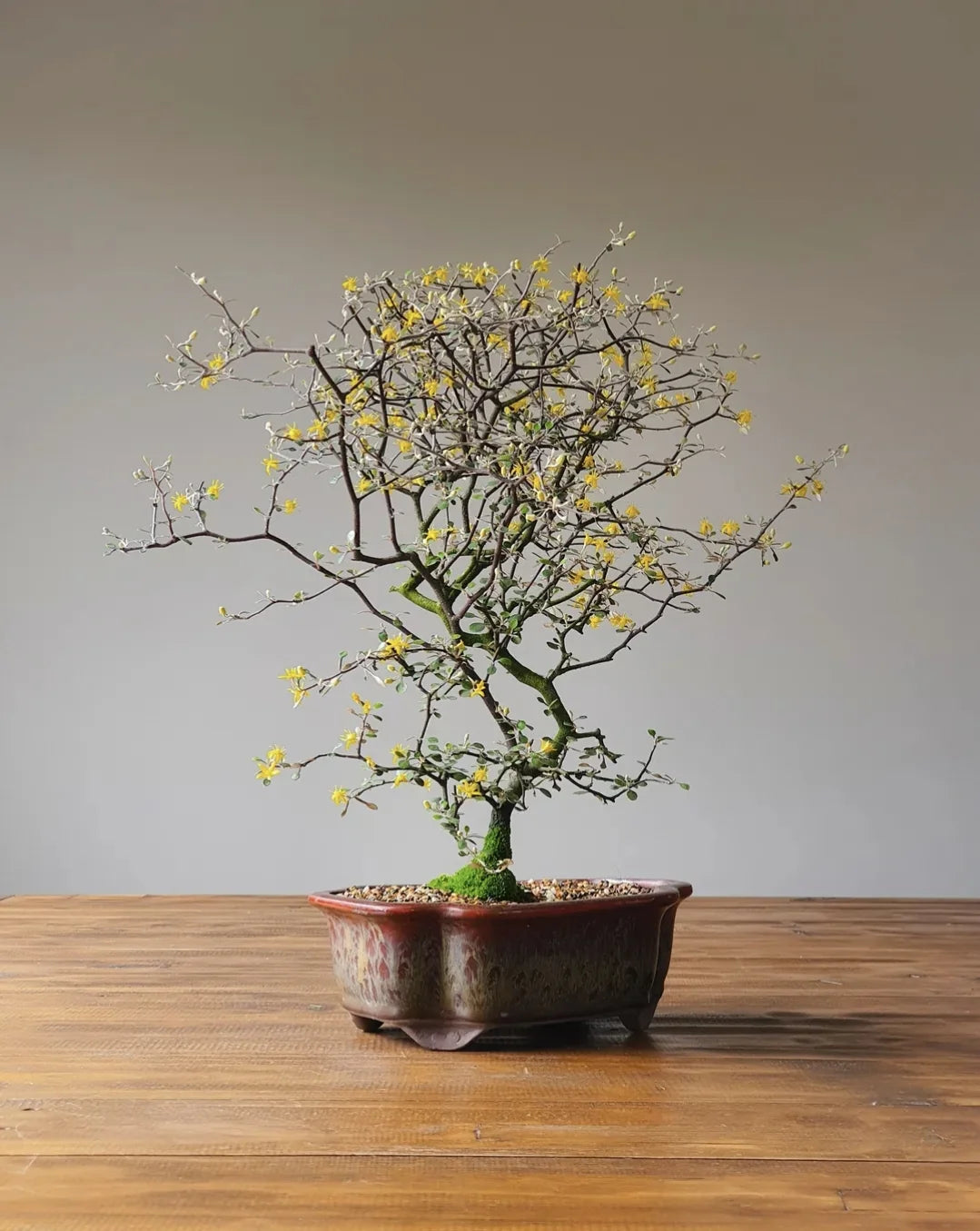 Wire Netting Bush Bonsai Starter (Corokia cotoneaster)