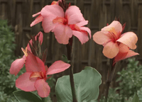 Canna Cannova 'Mango' - Ladybird Nursery
