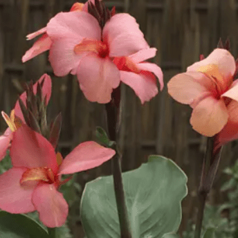 Canna Cannova 'Mango' - Ladybird Nursery