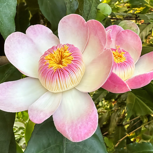Heaven Lotus (Gustavia superba) - Ladybird Nursery