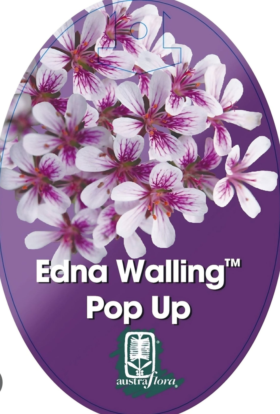 Pelargonium ‘Edna Walling Pop Up’ - Ladybird Nursery