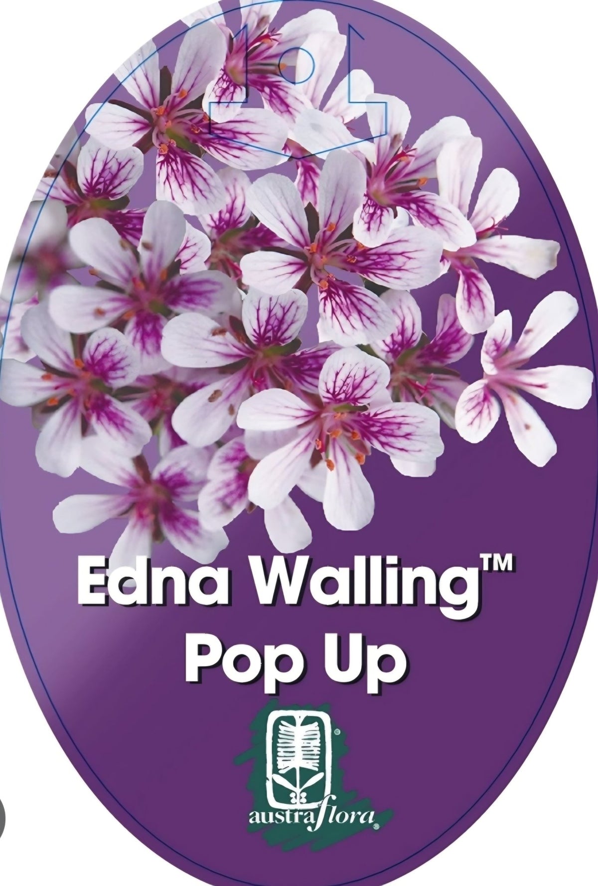 Pelargonium ‘Edna Walling Pop Up’ - Ladybird Nursery