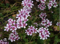 Pelargonium ‘Edna Walling Pop Up’ - Ladybird Nursery