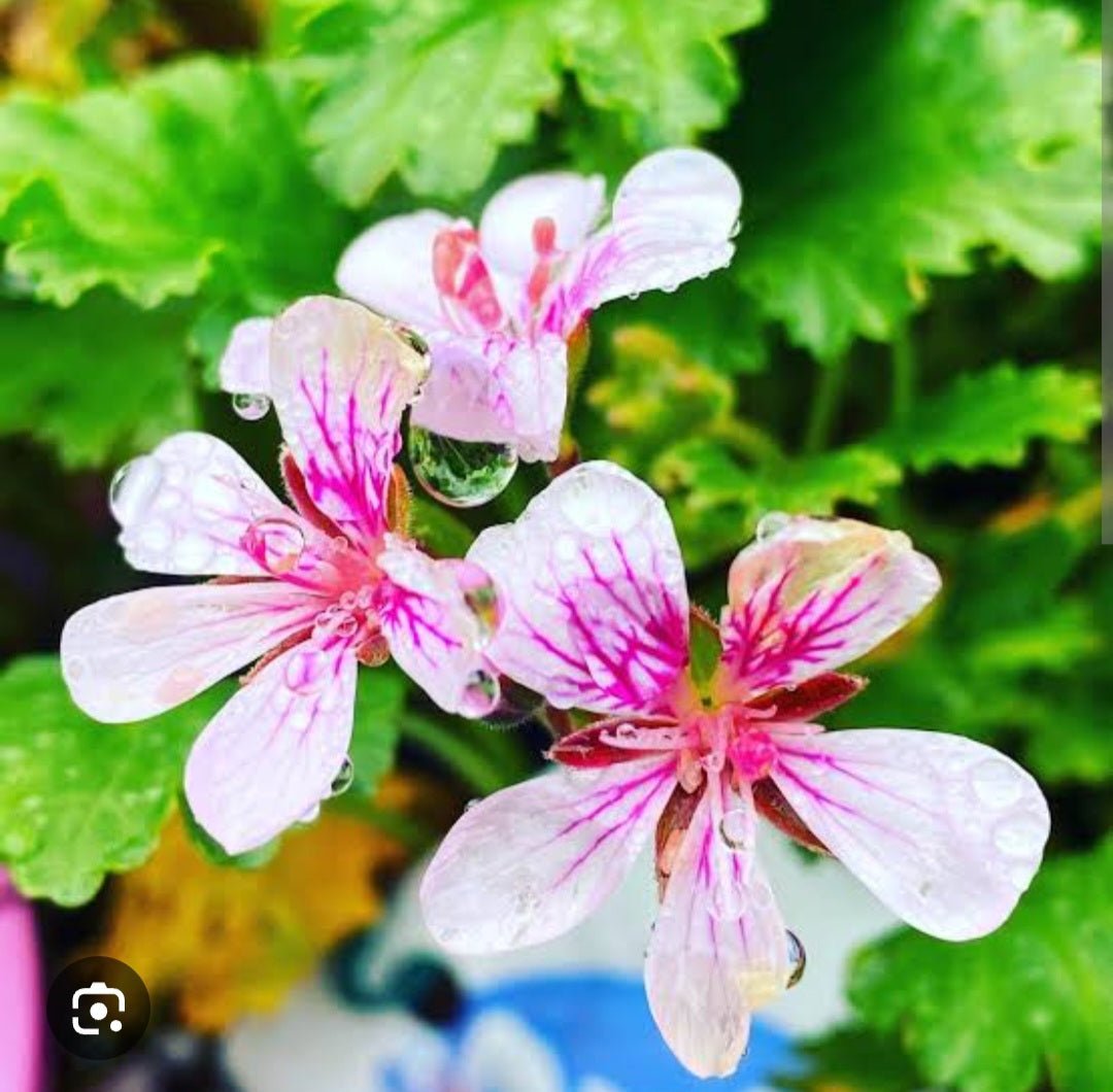 Pelargonium ‘Edna Walling Pop Up’ - Ladybird Nursery