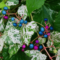Porcelain Berry var. brevipedunculata (Ampelopsis glandulosa)