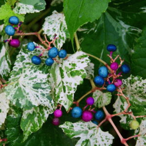 Porcelain Berry var. brevipedunculata (Ampelopsis glandulosa) - Ladybird Nursery