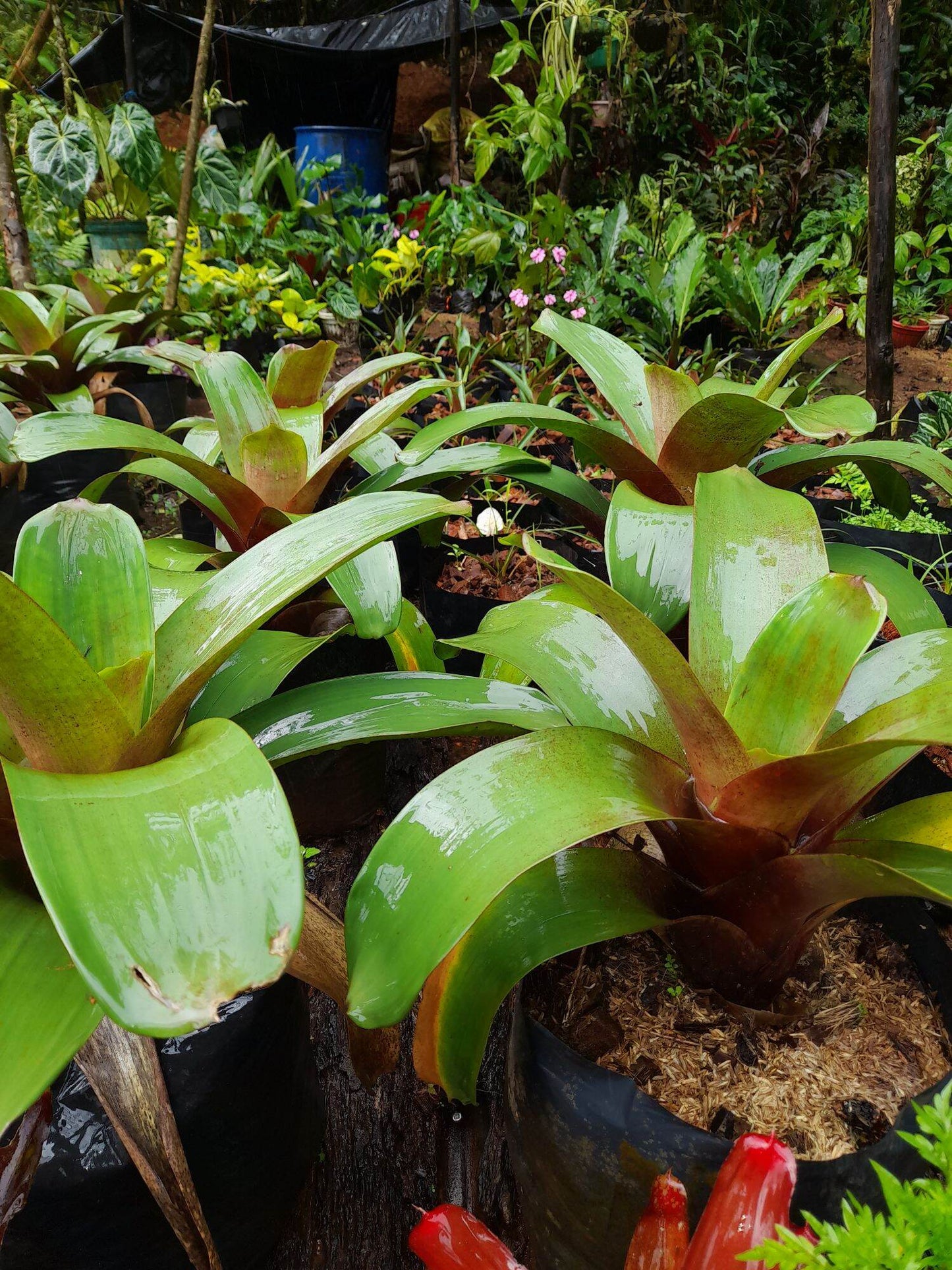 Imperial Bromeliad Rubra (Alcantarea imperialis)
