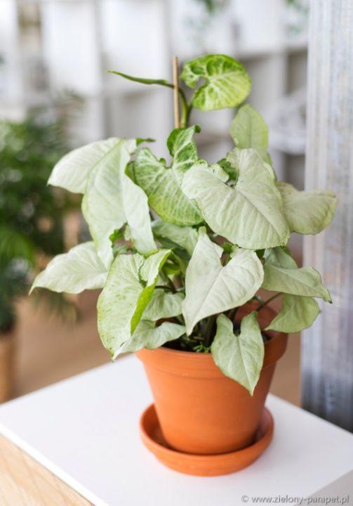 Syngonium Silver Pearl