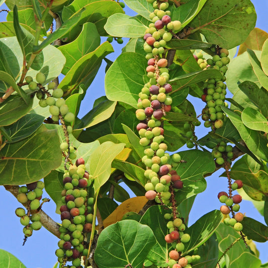 Sea Grape (Coccoloba uvifera)