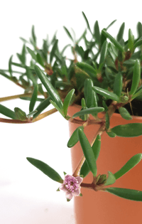 Sea Purslane (Sesuvium portalucastrum) - Ladybird Nursery