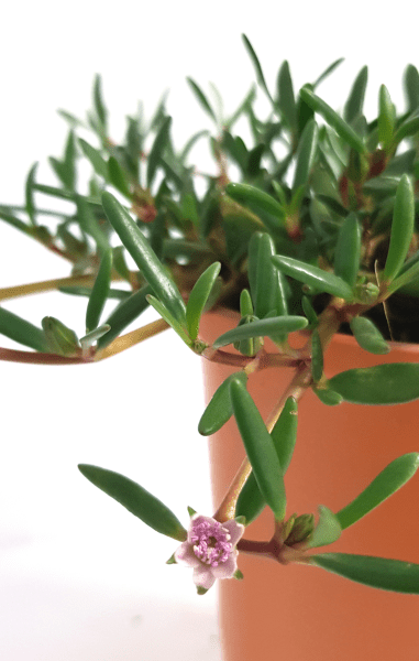 Sea Purslane (Sesuvium portalucastrum) - Ladybird Nursery