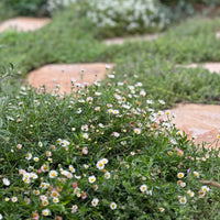 Seaside Daisy (Erigeron karvinskianus) - Ladybird Nursery