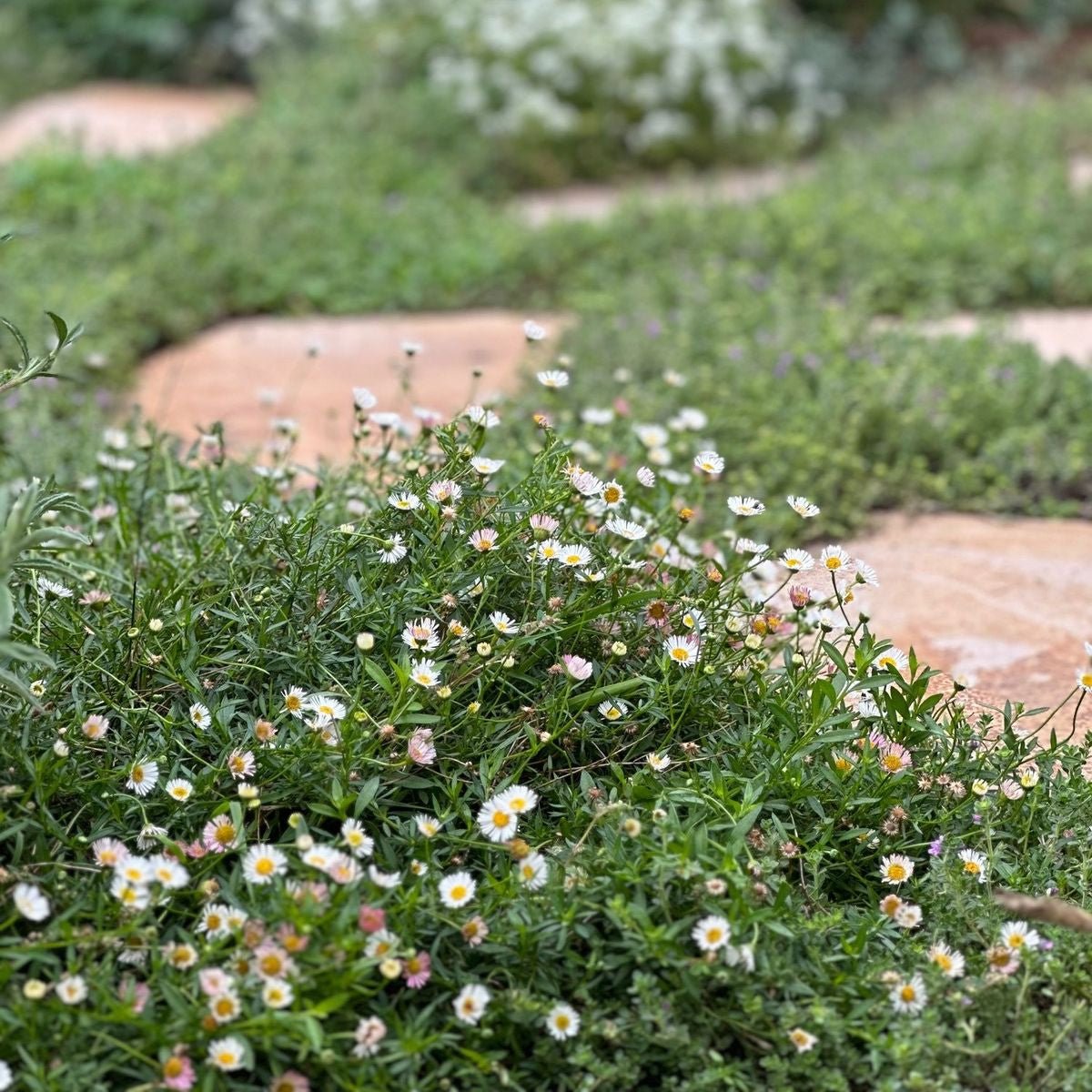 Seaside Daisy (Erigeron karvinskianus) - Ladybird Nursery