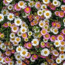 Seaside Daisy 'Profusion' (Erigeron karvinskianus)