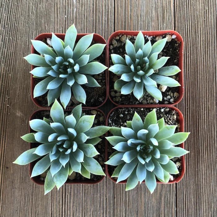 Assorted (Sedeveria spp.) - Ladybird Nursery