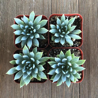 Assorted (Sedeveria spp.)