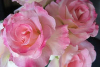 Rose Seduction 2 ft Standards (Rosa) - Ladybird Nursery