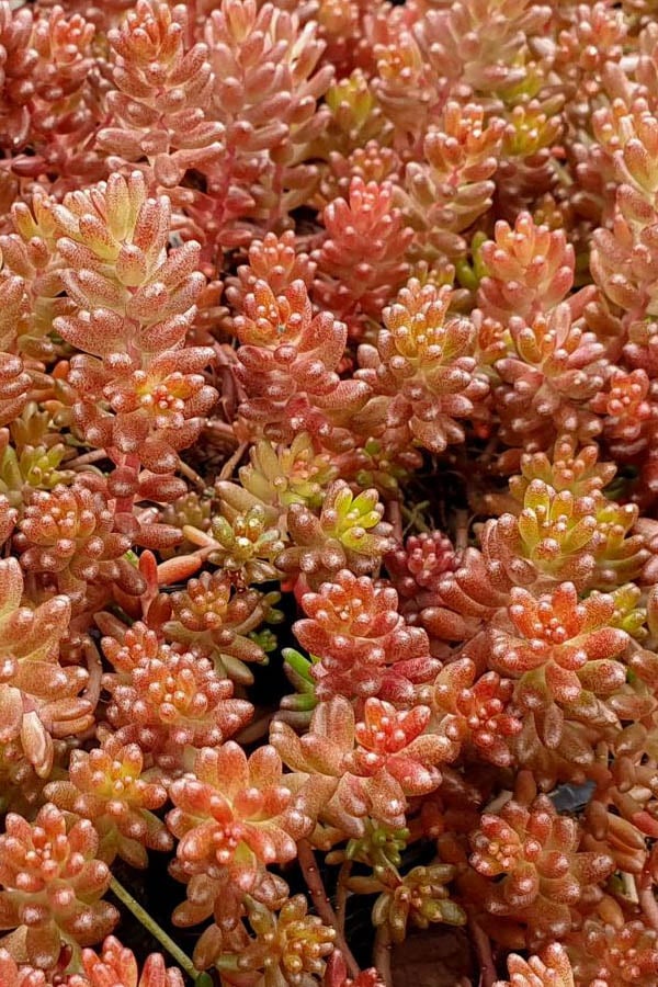 White Stonecrop Coral Carpet (Sedum album) - Ladybird Nursery