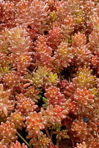 White Stonecrop Coral Carpet (Sedum album)