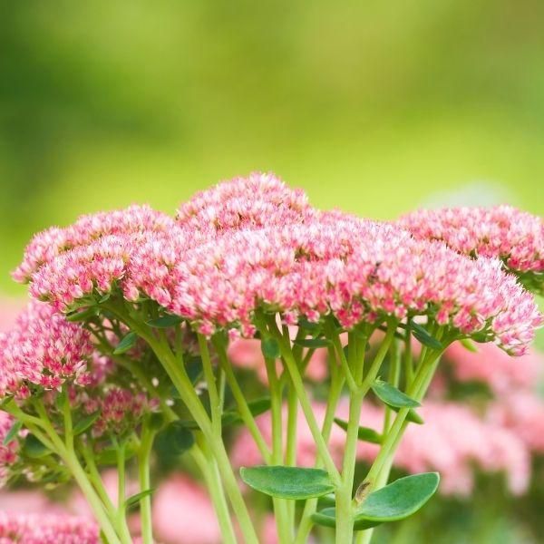 Stonecrop Autumn Joy (Sedum)