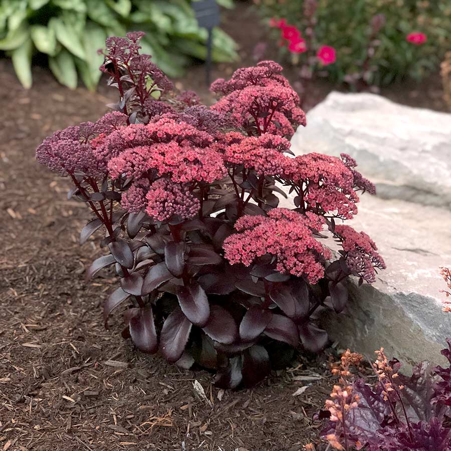 Stonecrop Dark Magic (Sedum) - Ladybird Nursery
