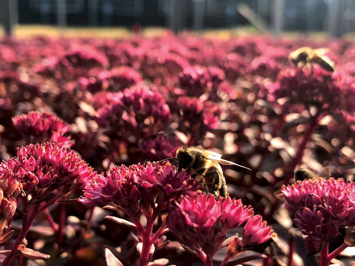 Stonecrop Dark Magic (Sedum)