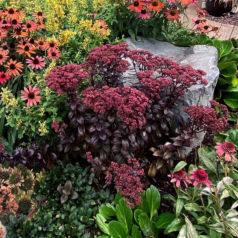 Stonecrop Dark Magic (Sedum)