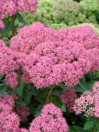 Stonecrop Neon (Sedum spectabile) - Ladybird Nursery