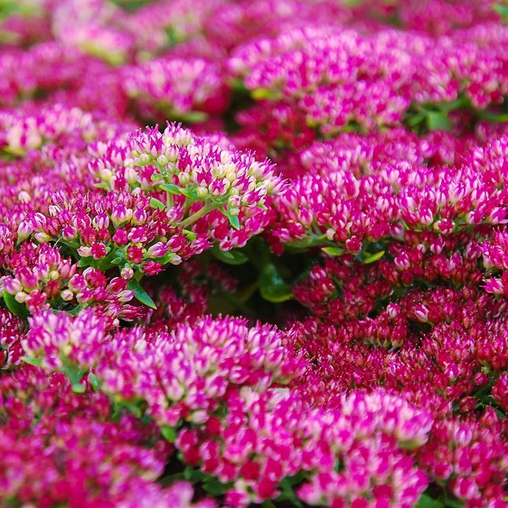 Stonecrop Stonecrop Mix (Sedum)