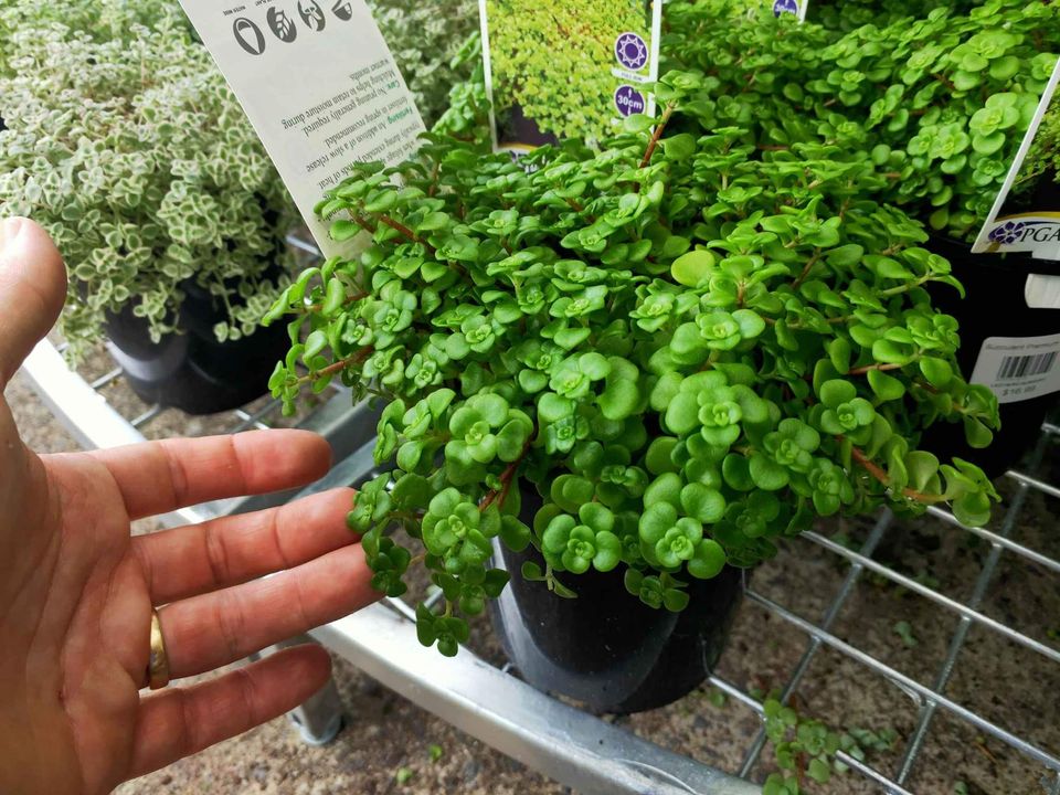 Sedum Green Blob - Ladybird Nursery