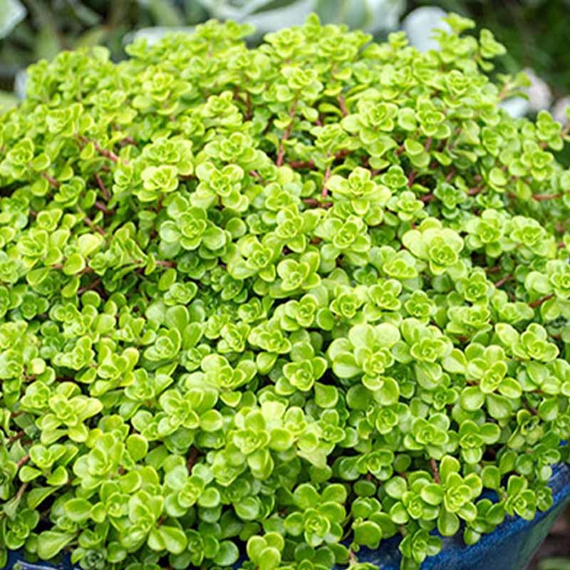 Stonecrop Blob (Sedum speckled)
