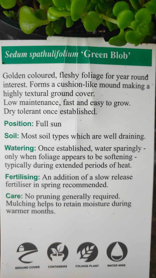 Sedum Green Blob