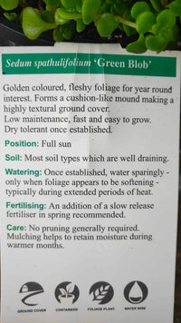 Sedum Green Blob