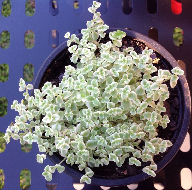 Stonecrop Little Missy (Sedum)
